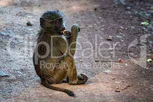 Baby olive baboon eats fruit on track