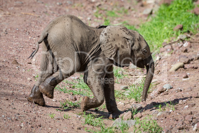 Baby African elephant walks down dirt slope