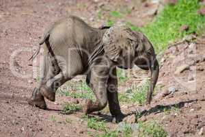 Baby African elephant walks down dirt slope