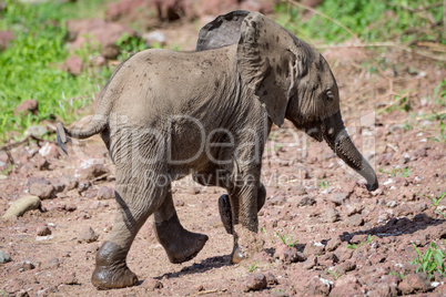 Baby African elephant walks across rocky clearing