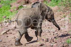 Baby African elephant walks across rocky clearing