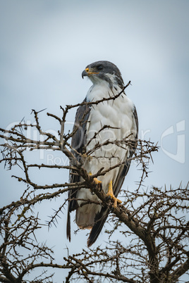 Augur buzzard in thorny tree looks left