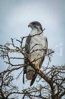 Augur buzzard in thorny tree looks left