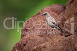 Ashy starling perched on red termite mound