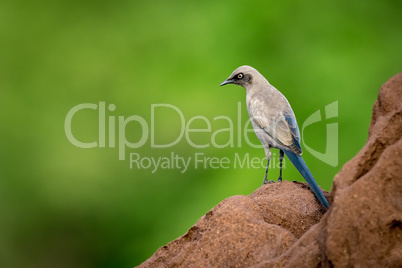 Ashy starling on side of termite mound