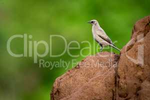 Ashy starling on top of termite mound