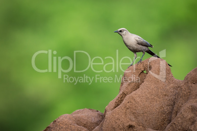 Ashy starling on edge of termite mound