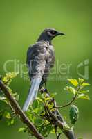 Ashy starling on branch with head turned