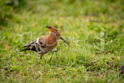 African hoopoe walking on grass lifts foot