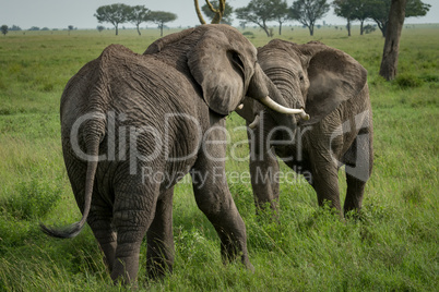 African elephants fighting with trunks on grassland