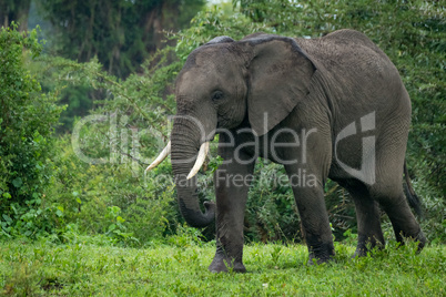 African elephant walks past trees and bushes