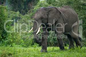 African elephant walks past trees and bushes