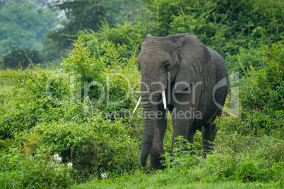 African elephant walks through bushes into clearing