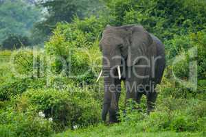 African elephant walks through bushes into clearing
