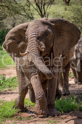 African elephant twists trunk dripping with water