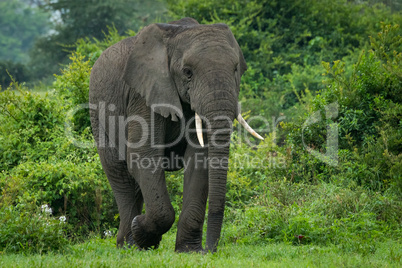 African elephant walks past bushes in clearing