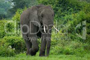 African elephant walks past bushes in clearing