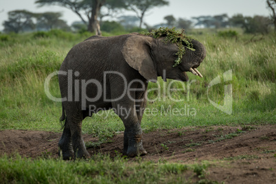 African elephant throwing branches over its head