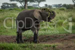 African elephant throwing branches over its head
