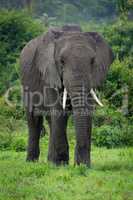 African elephant stands before trees in clearing