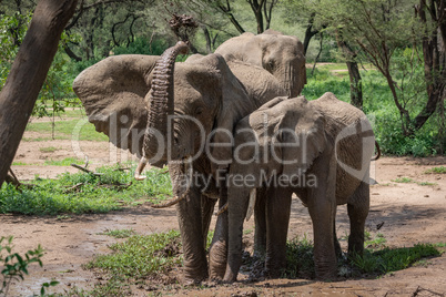 African elephant squirts muddy water over head