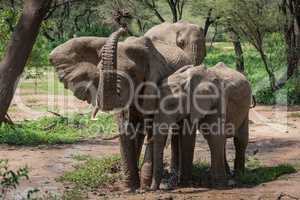 African elephant squirts muddy water over head