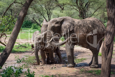 African elephant squirting muddy water over itself