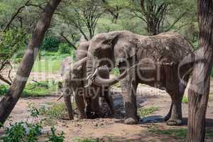African elephant squirting muddy water over itself