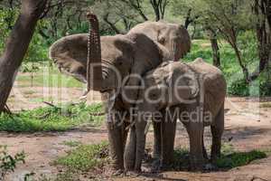 African elephant raises trunk beside two others