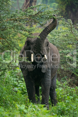 African elephant lifting trunk to reach acacia