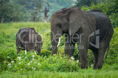 African elephant mother and baby browse bushes