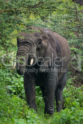 African elephant feeding on acacia using trunk