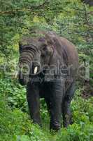 African elephant feeding on acacia using trunk