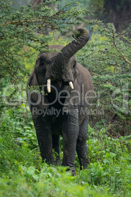 African elephant lifting trunk to browse acacia