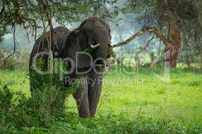 African elephant eats leafy branches in clearing