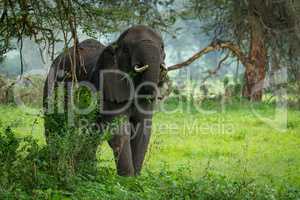 African elephant eats leafy branches in clearing
