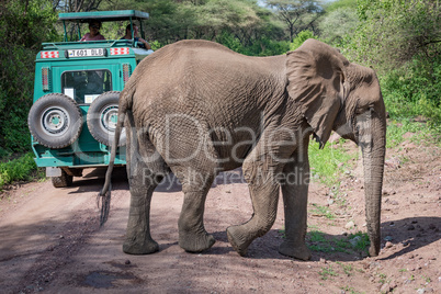 African elephant crossing dirt track behind jeep