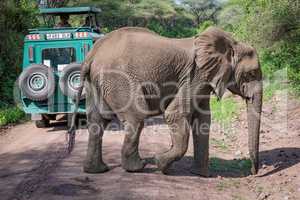 African elephant crossing dirt track behind jeep