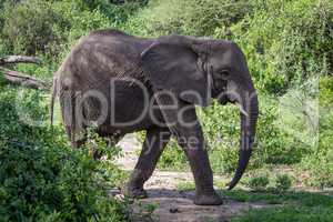 African elephant crosses clearing from behind bush