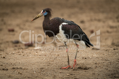 Abdim stork walks right-to-left across muddy ground