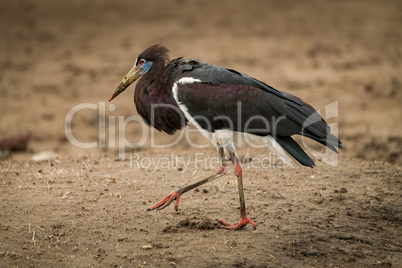 Abdim stork crosses mud with foot raised