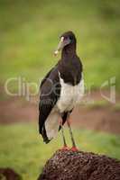 Abdim stork on termite mound turns head