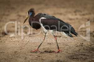 Abdim stork crosses mud with head down