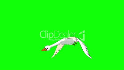 White Swan Flies  Chroma Key