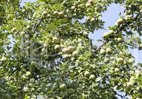 Ripening pears on the branches of a tree.