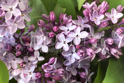 Branch of lilac with beautiful colors.