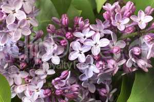 Branch of lilac with beautiful colors.