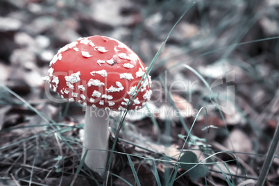 Mushroom fly agaric in the forest in a clearing.