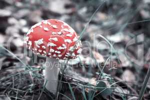 Mushroom fly agaric in the forest in a clearing.