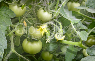 Ripening green tomatoes on the branch of a Bush.